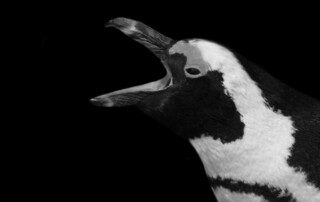 Google Penguin 3.0 - edge of the web radio show
